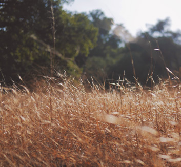 波黑队在欧预赛比赛中一路披荆斩棘